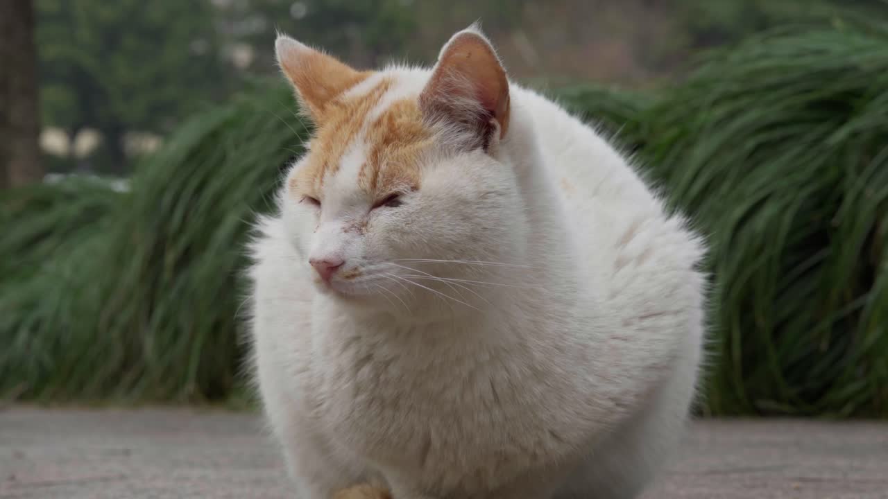 静止している白い野良猫の正面ショット。