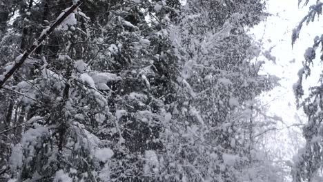 primer plano de la nieve cayendo de una rama