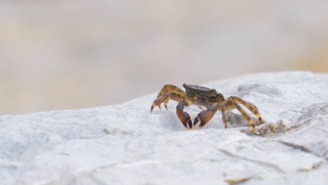 pachygrapsus marmoratus es una especie de cangrejo, a veces llamado cangrejo de roca de mármol o cangrejo de mármol, que vive en el mar negro, el mar mediterráneo y partes del océano atlántico.