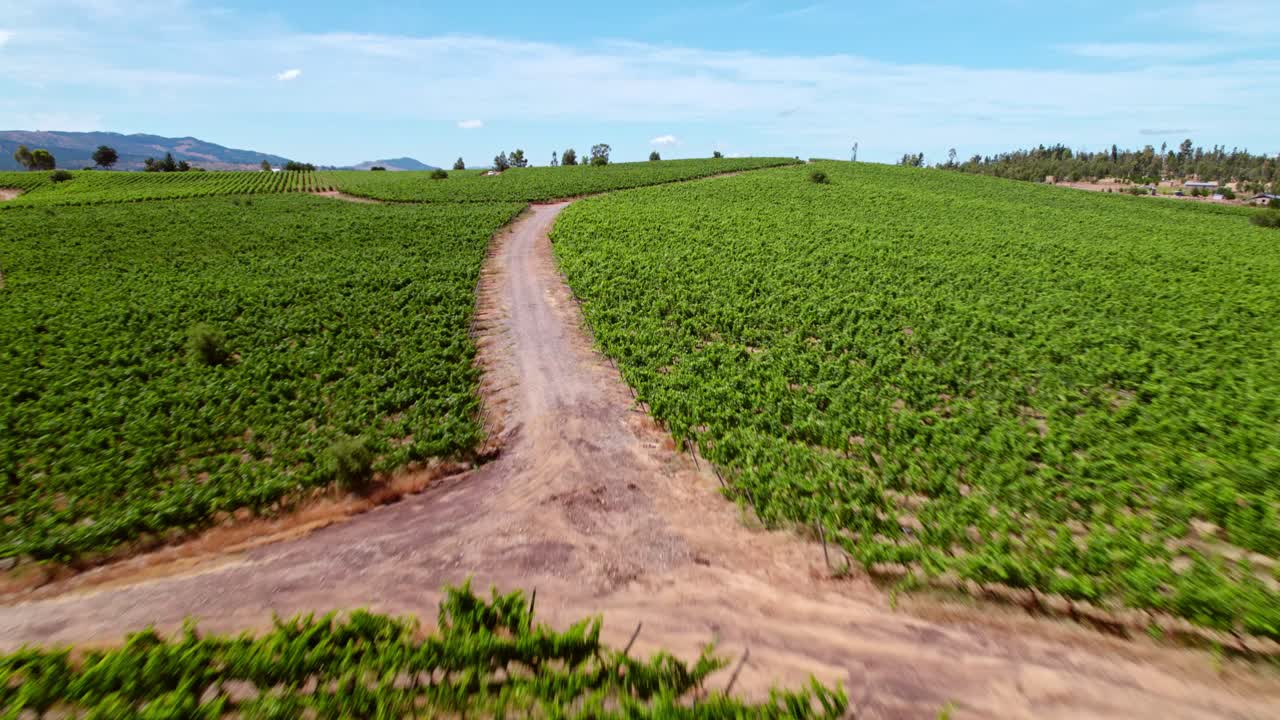 toma aérea baja sobre viñedos maduros y brillantes en la región del valle del maule en chile