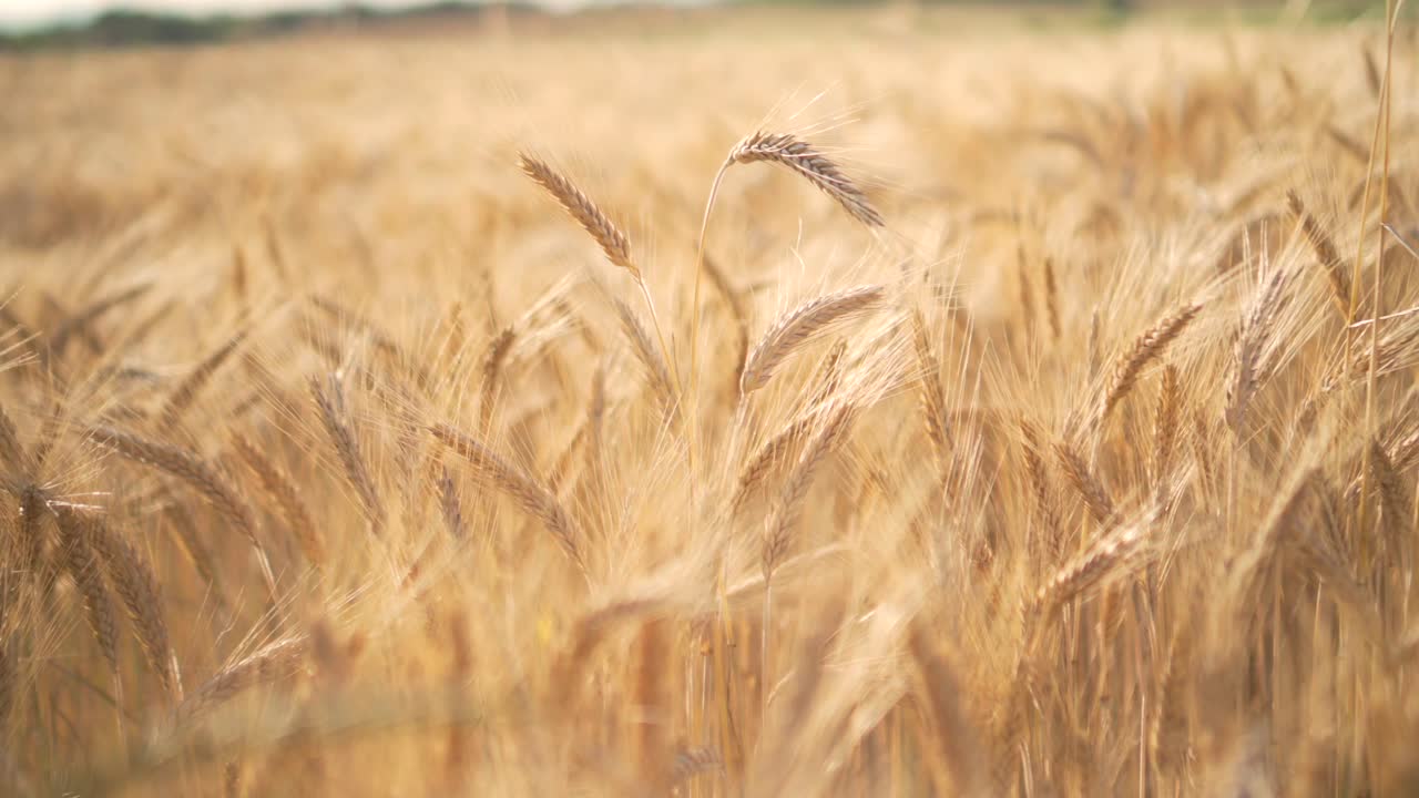 Wheat field in wind at sunset