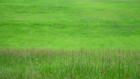 a beautiful green grass field with small flowers