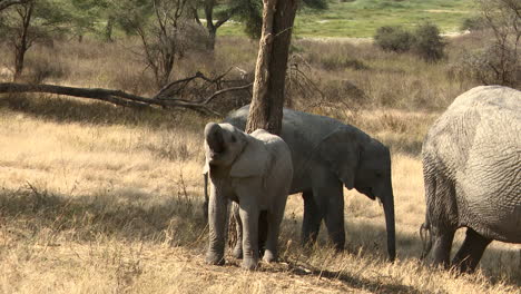 african elephant  calf playing with his trunk