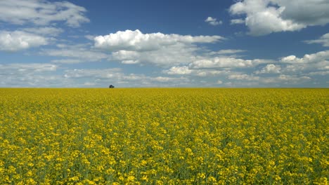 blooming raps field under blue sky. summer bright day. 4k, uhd