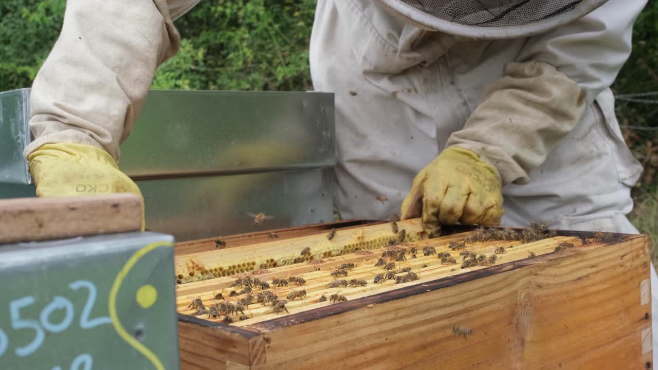 Beekeeper is working with bees and beehives on the apiary and taking out honey slab by spraying smoke. No face