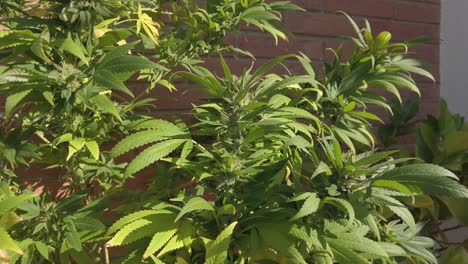 marijuana plant growing on a balcony on a windy day