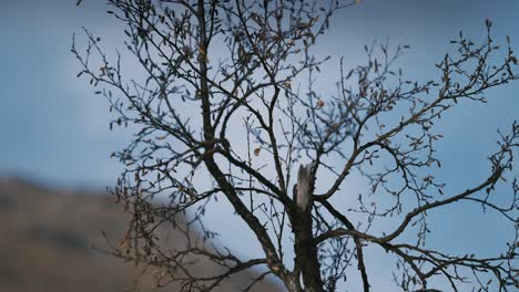 Close-up-of-the-delicate-dark-branches-of-the-rowan-tree