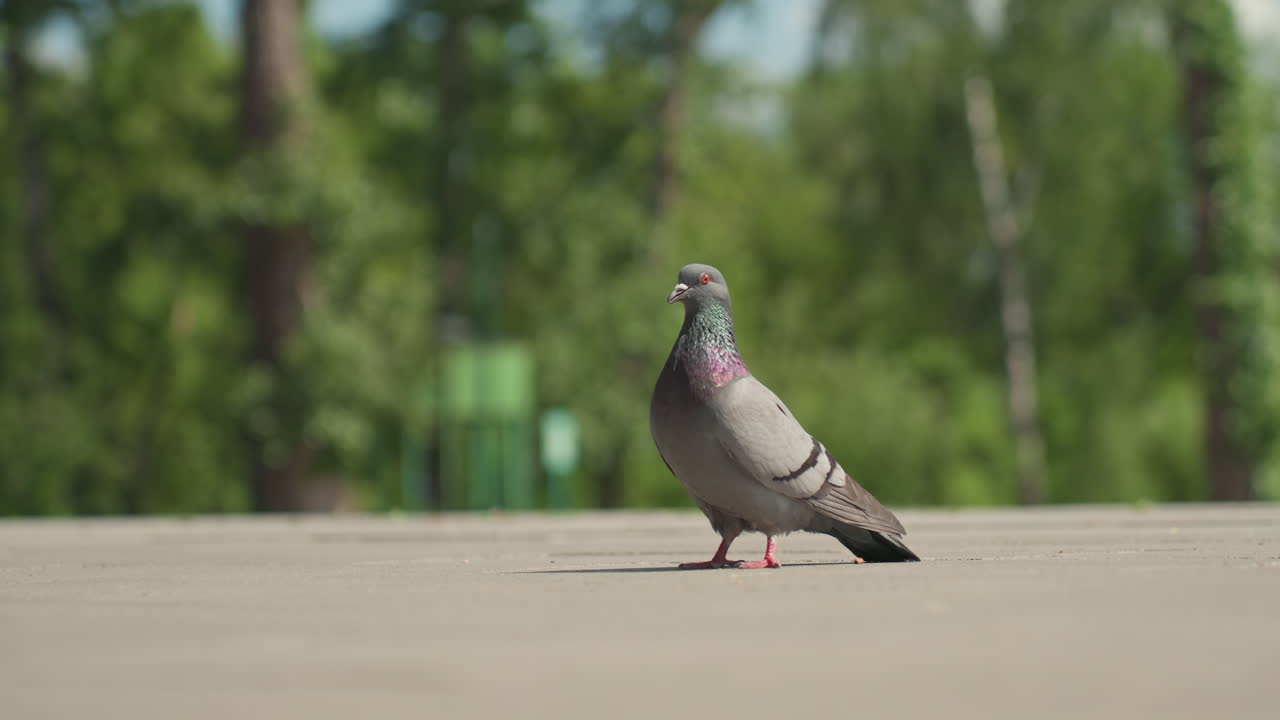 평온한 도시 비둘기가 편안하게 걷고 있어요. 차분한 도시 비둘기가 부드러운 녹색 배경 속에서 광장을 가로지르고, 외로운 비둘기가 조용한 한낮에 도시 광장을 따라 부드럽게 거닐고 있네요.