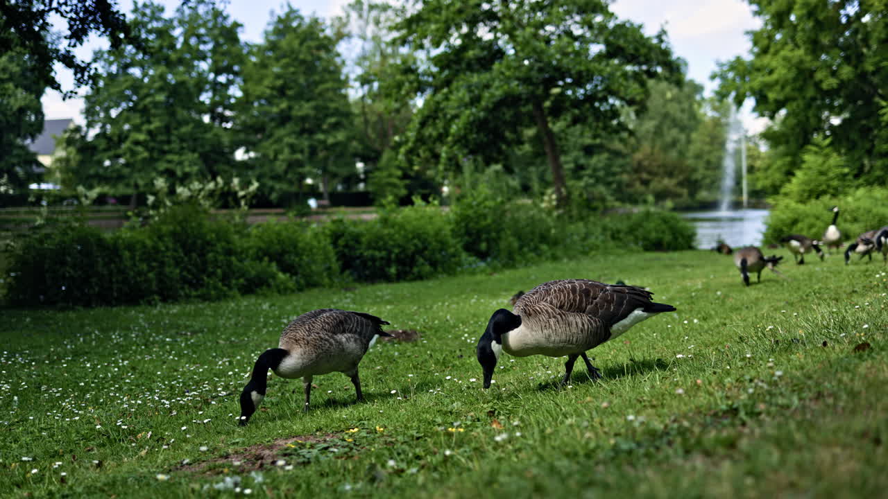 Geese wander near the pond in a peaceful park setting as the sun shines and the fountain sprays water in the background during a warm afternoon