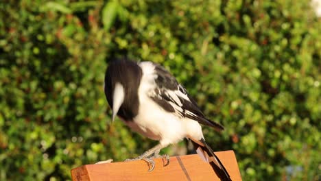 a magpie moves from rest to flight on a perch