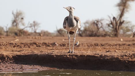 a kori bustard hesitates to bend down for a drink at a waterhole and keeps scanning its surroundings, mashatu game reserve