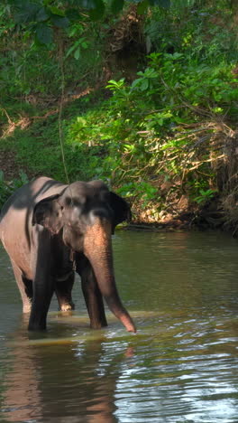 un elefante bañándose en un río