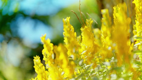 Vibrant-Yellow-Blossom-Captured-at-Close-Range