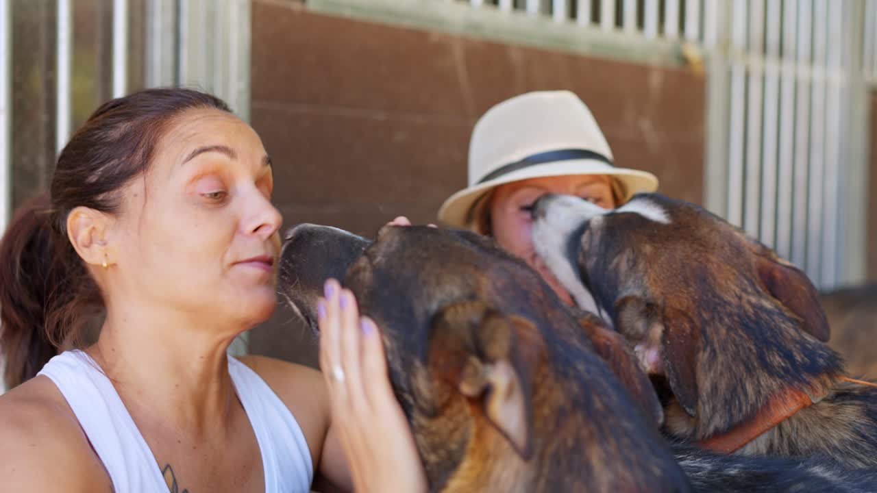 Mulheres felizes interagindo com cachorros carinhosos ao ar livre