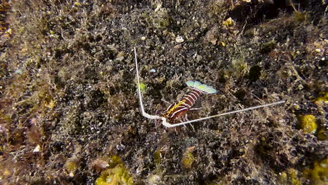 juvenile painted spiny lobster walks over coral reef and approaches camera