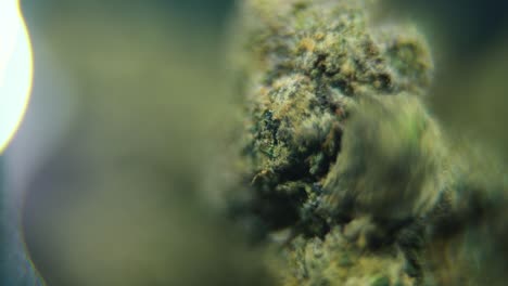 video macro suave de una planta de cannabis, cepas híbridas, sativa, flor de marihuana, en un soporte giratorio, cámara lenta 120 fps, iluminación de estudio, profundidad de campo de ensueño