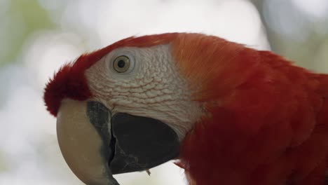 Macro:-Red-colored-macaw-parrot-resting-in-nature-during-sunlight