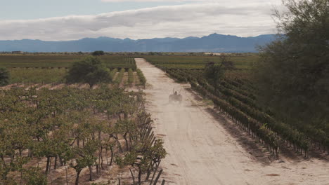 a magnificent vineyard of torrontés and malbec grapes in northern argentina, with a tractor working among the rows of vines