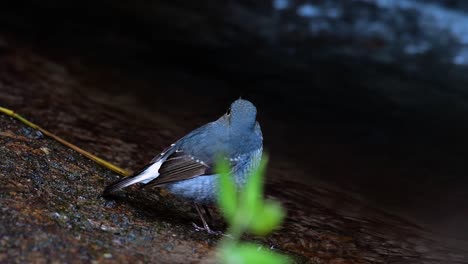 Dieser-Weibliche-Rotschwänzchen-Ist-Nicht-So-Farbenfroh-Wie-Das-Männchen,-Aber-Sicher-So-Flauschig-Wie-Ein-Knäuel-Eines-Niedlichen-Vogels