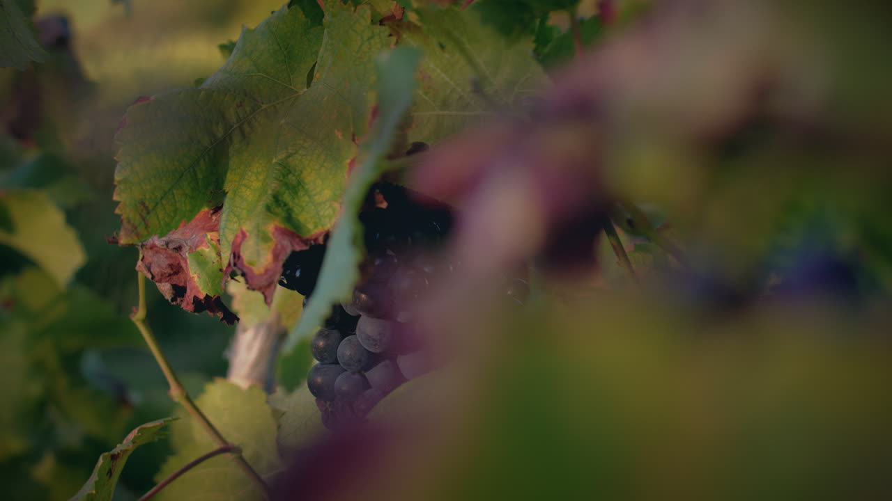 bellissimo grappolo di uva rossa in un vigneto al tramonto movimento lento