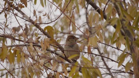 eurasian tree sparrow bird perching on tree branches