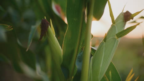 cornfield sunset: golden hour agriculture