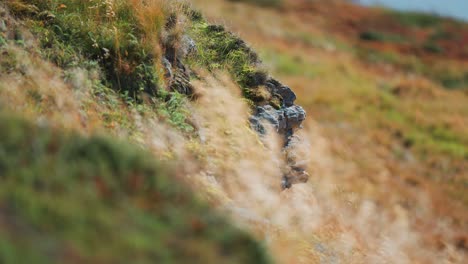 a close-up shot od the dry wispy grass swaying in the wind