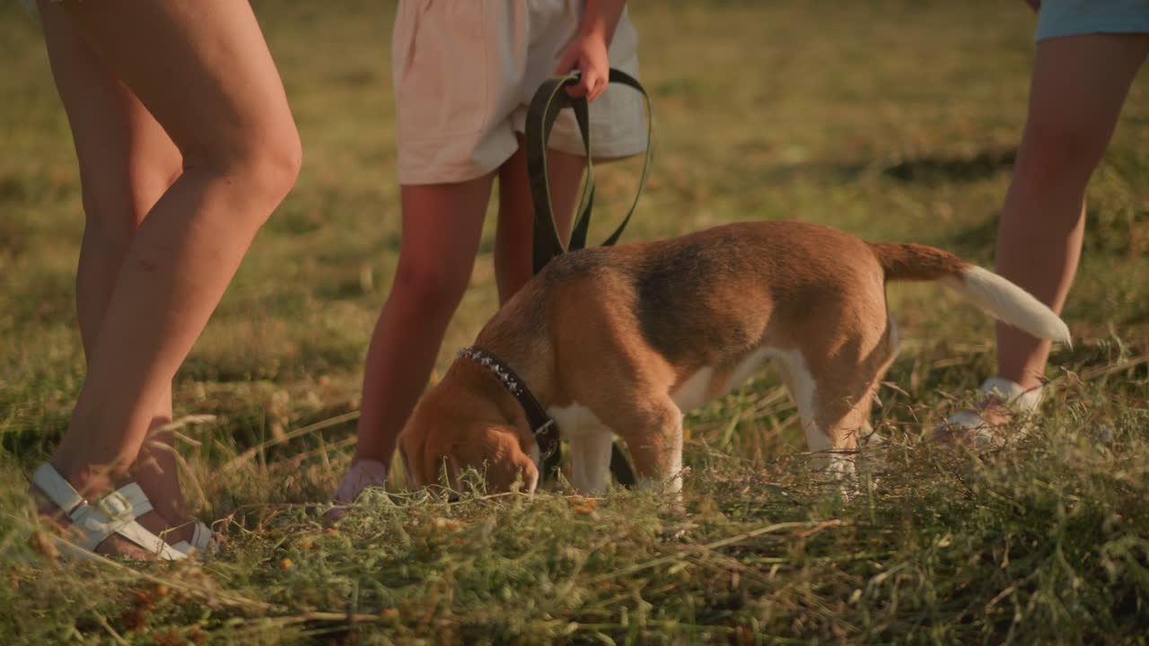 Close-up of dog sitting attentively while being fed by person in outdoor grassy field, with other individuals standing around, scene captures loving interaction between pet and owner on sunny day