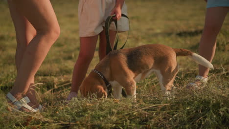 close-up of dog sitting attentively while being fed by person in outdoor grassy field, with other individuals standing around, scene captures loving interaction between pet and owner on sunny day