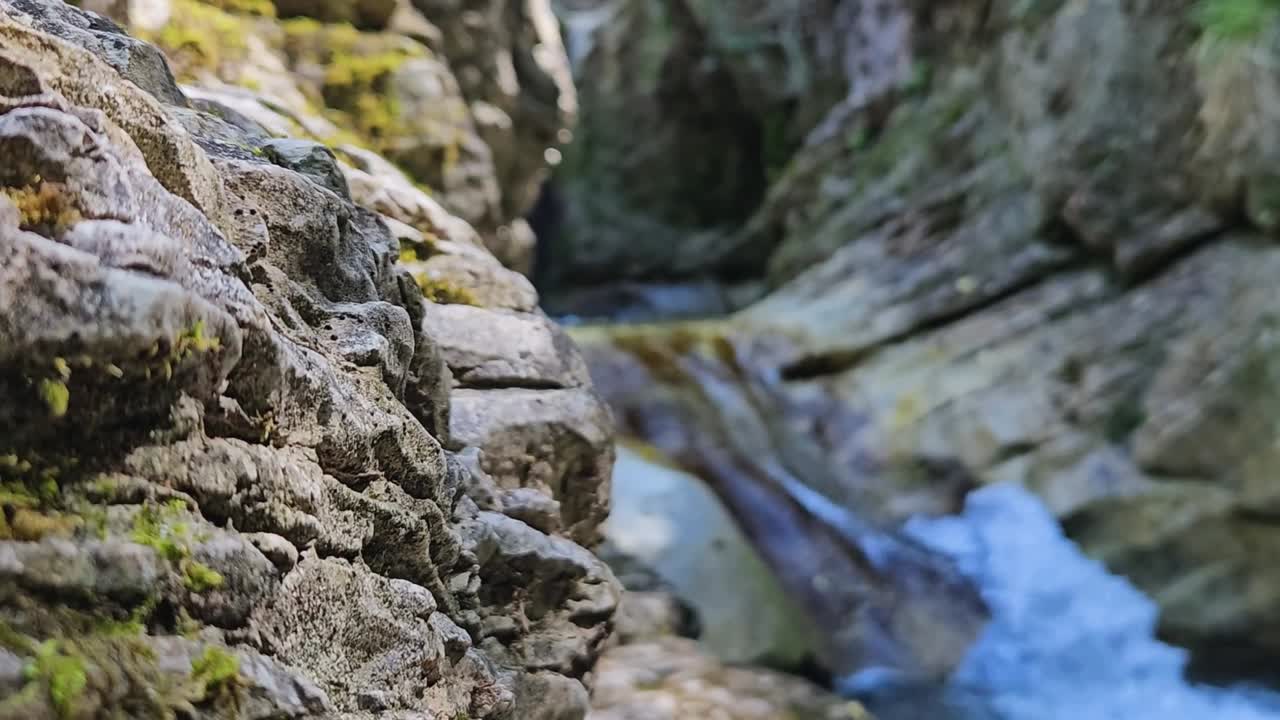 이 영상은 자연의 진정성의 본질을 포착하여 시청자를 숲의 평화로운 분위기에 몰입하도록 초대합니다.