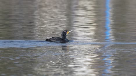 Ein-Kormoran,-Der-Mit-Den-Flügeln-Schlägt-Und-Dann-In-Der-Sonne-Auf-Einem-See-Herumschwimmt