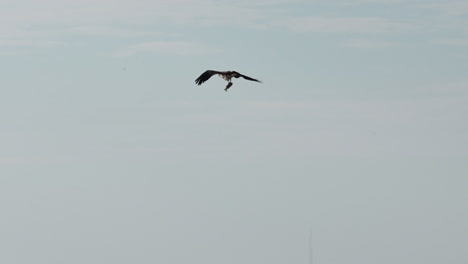 Osprey-diving-into-water,-catching-a-fish,-shaking-of-water-while-in-flight