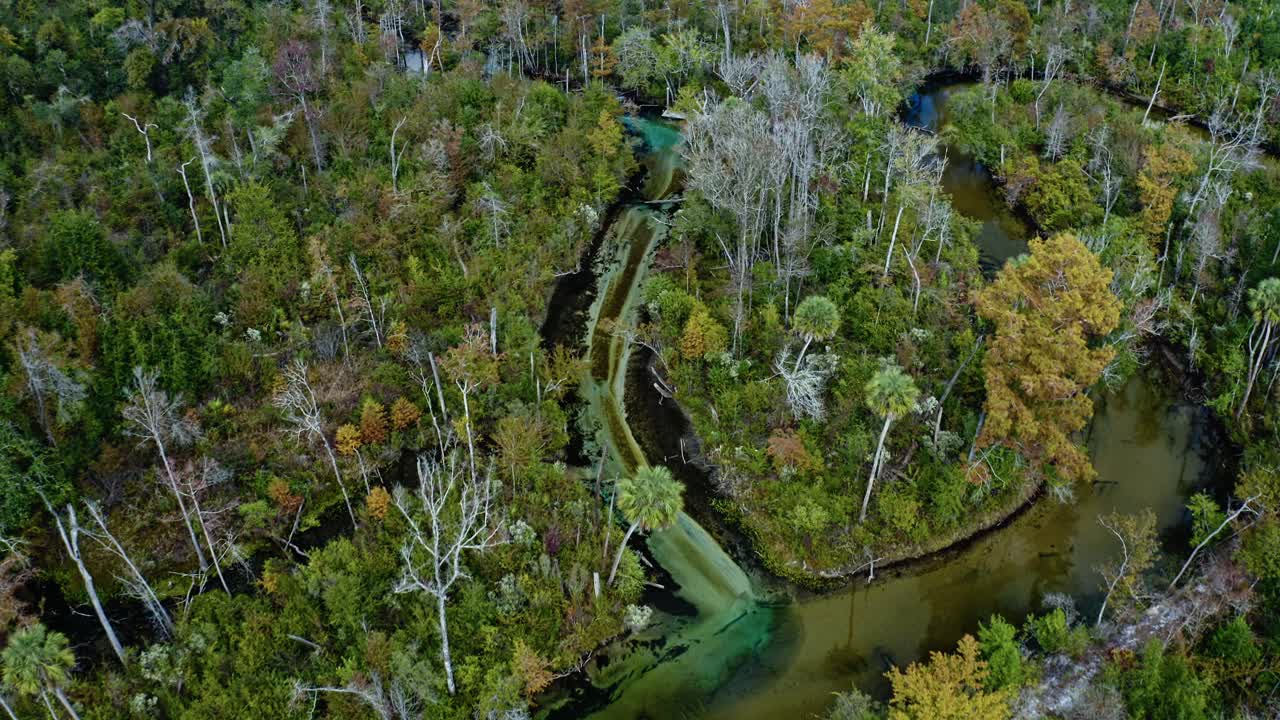 Crystal-blue spring water meanders through subtropical forest near Pitt and Sylvan Springs, Florida, revealing a vivid contrast between turquoise shallows and dark river bends framed by lush trees
