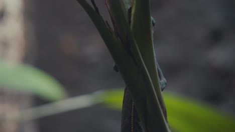 Camaleón-Velado-Trepando-Detrás-Del-Tallo-De-La-Planta