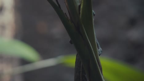 camaleón velado subiendo detrás del tallo de la planta