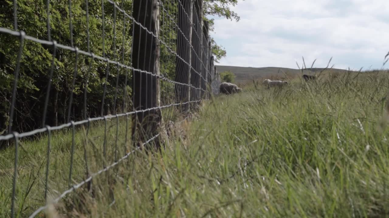 Gregge di pecore al pascolo in un ampio paesaggio agricolo