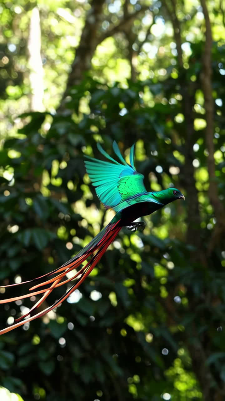 Vibrant Resplendent Quetzal in Flight | Vídeo de stock Premium