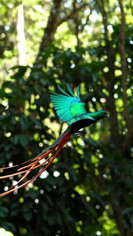 vibrant resplendent quetzal in flight