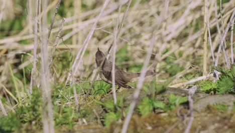 Nahaufnahme,-Blaukehlchenvogel-Pov-Durch-Gras,-Auf-Dem-Boden-Im-Freien-Raum,-Blinkender-Schwanz-Nach-Oben