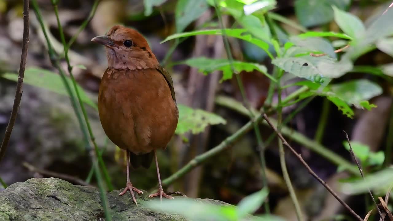 la pitta de nuca oxidada es un ave confiada que se encuentra en hábitats de bosques montañosos de gran altura, hay muchos lugares en tailandia para encontrar esta ave