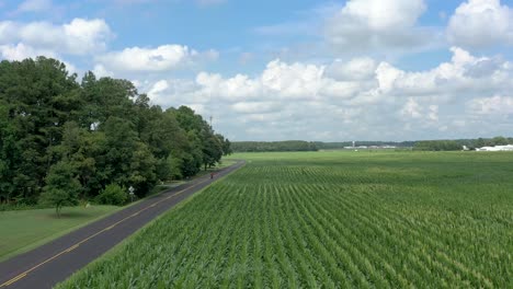 Drone-Volando-Sobre-Una-Motocicleta-Que-Recorre-Un-Camino-Rural-Junto-A-Un-Campo-De-Maíz-En-Un-Hermoso-Día-De-Verano