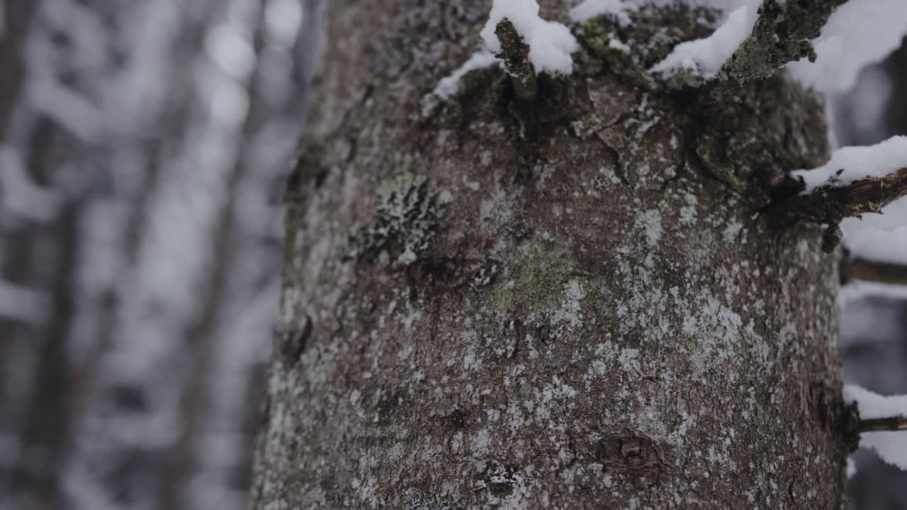 Snowy Tree Trunk in Winter Forest