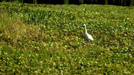 caza de garza nevada en los humedales poco profundos de los pantanos de florida con vegetación de pennywort 4k