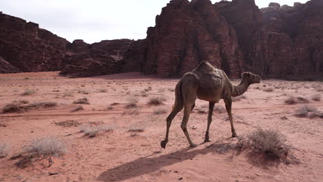 un orgulloso camello de cabello castaño camina por la carretera en un desierto de wadi rum