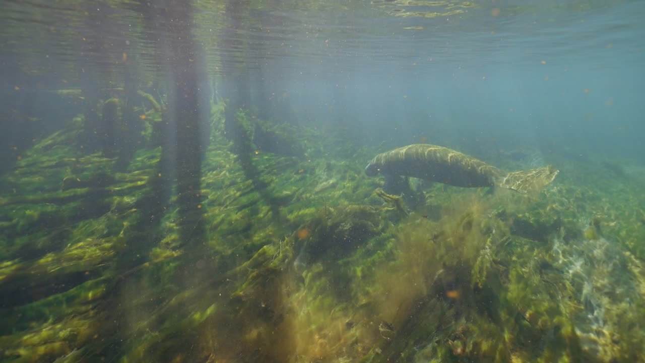 el manatí nadando a lo largo del fondo del océano de algas exuberantes en el parque estatal de manatee springs