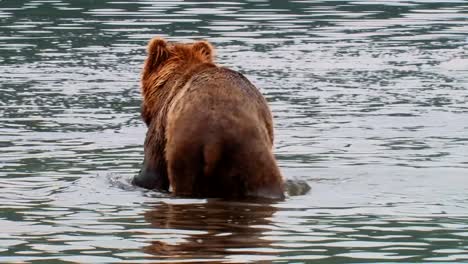 el oso kodiak (ursus arctos middendorffi) vadea en un río pescando salmón nwr alaska 2007