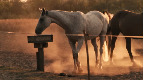 horses at sunset grazing in a pasture