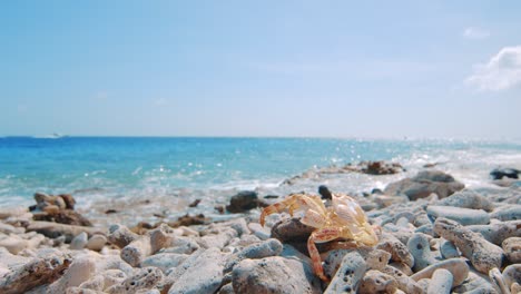 Crab-exoskeleton-laying-on-beach-looking-at-clear-blue-sea-with-yacht-passing-by,-Curacao