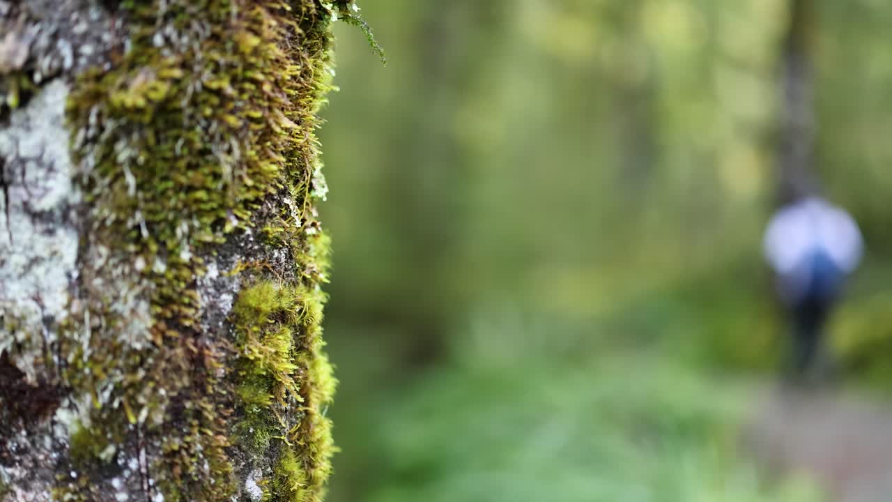 A person with a backpack walks along a forest trail past a moss-covered tree in soft, natural daylight. Shallow depth of field highlights the tree’s texture