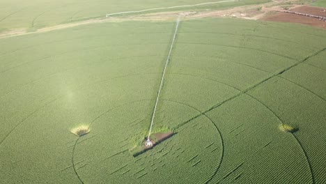 Vista-Aérea-Serena-De-Un-Campo-De-Maíz-Con-Sistema-De-Riego-De-Pivote-Central-En-La-Cuenca-De-Columbia-Del-Estado-De-Washington-Oriental-A-Fines-Del-Verano